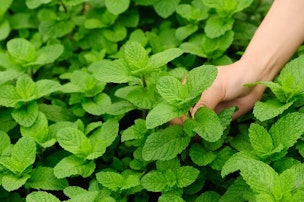 use mint as a natural pest repellent