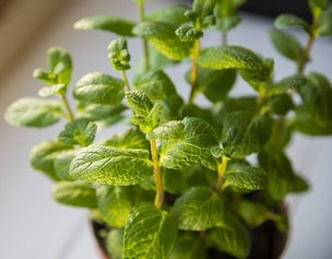 mint varieties