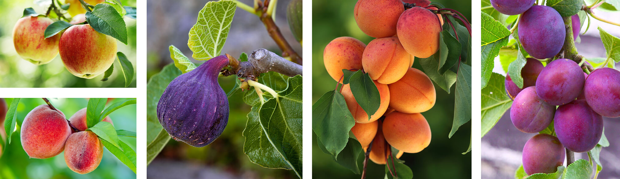Apples, peaches, figs, apricots and plums growing on trees.
