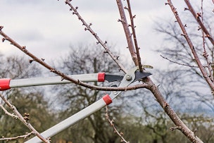 pruning fruit tree in winter summerwinds arizona