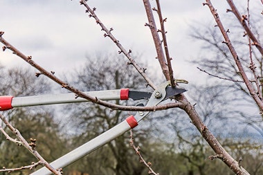 Dormant fruit tree being pruned with pruning shears.