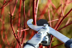 pruning red dogwood branches summerwinds arizona