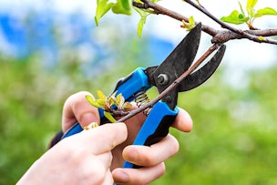 pruning cherry tree branch summerwinds arizona