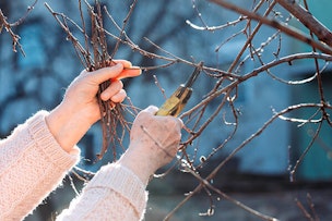 person pruning tree in winter summerwinds arizona