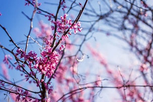 eastern redbud tree summerwinds arizona