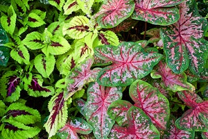 Red green caladium