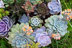 succulents summerwinds arizona