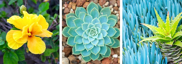 trendy yellow and teal succulents and flowers summerwinds arizona