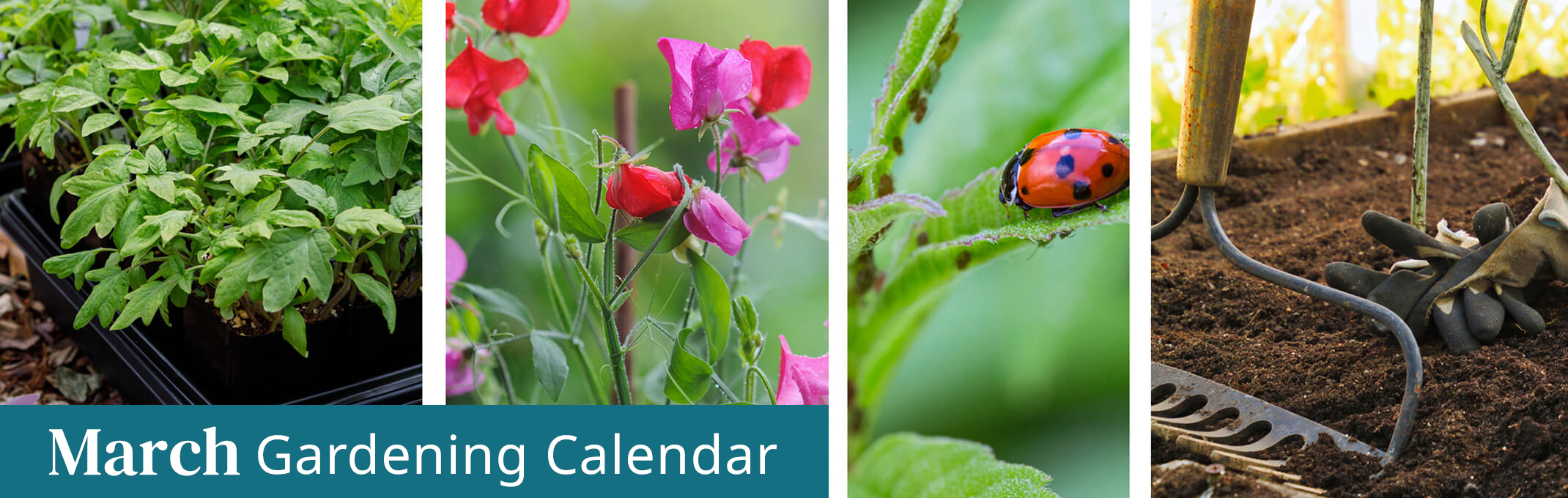 march gardening calendar seedlings sweet peas, lady bug heading towards aphids and prepping soil