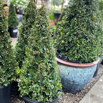 Potted shrubs