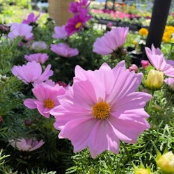 pink cosmos