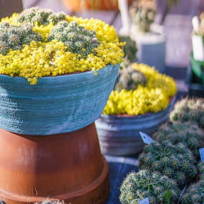 Cacti in pots