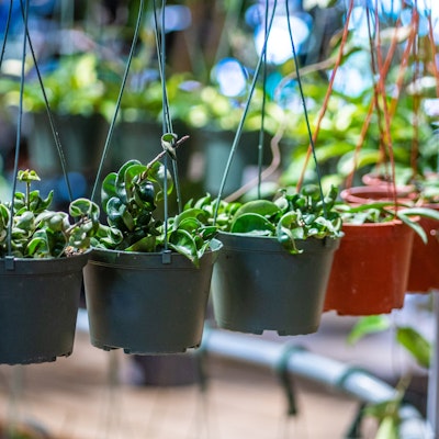 Plants in hanging pots