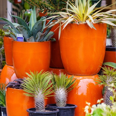Succulents in pots