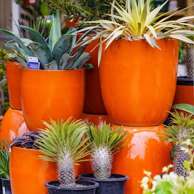 Succulents in orange pots
