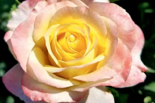 make me blush weeks roses hybrid tea