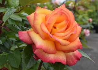 sheilas perfume roes weeks floribunda orange with red edges