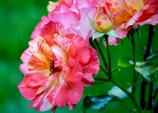frida kahlo weeks rose floribunda