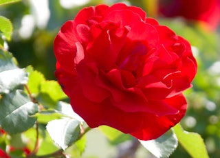 red trumpeter weeks rose floribunda