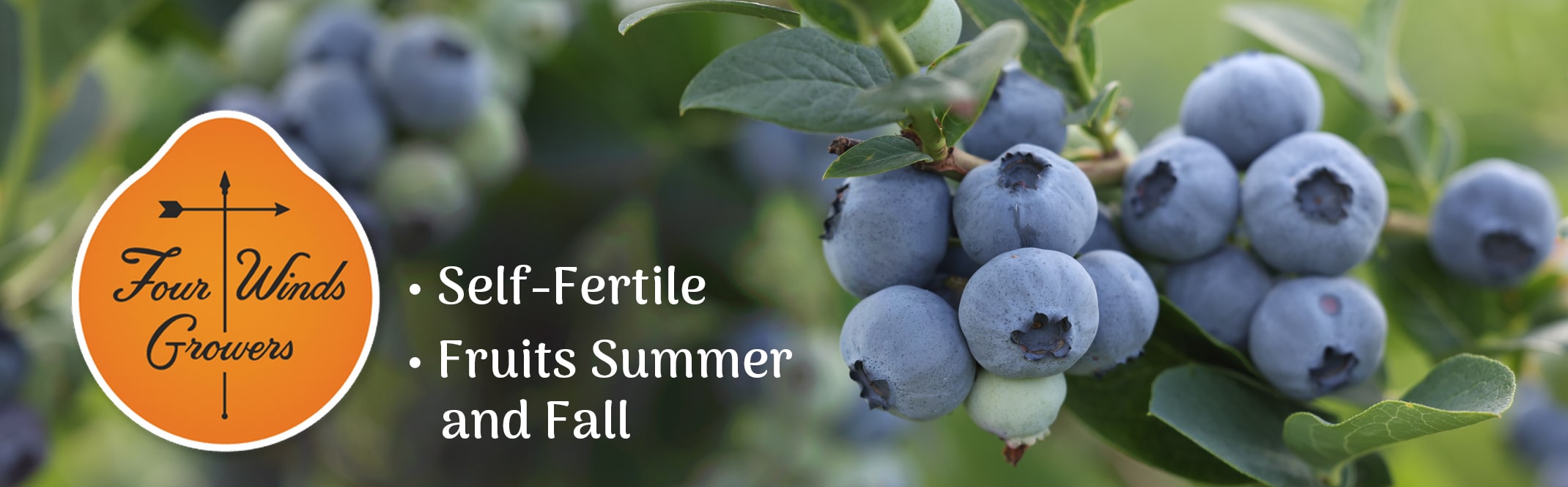 blueberries with 4 winds growers logo and self-fertile and fruites summer and fall bullets listed
