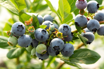 blueberry bush blueberries on shrub