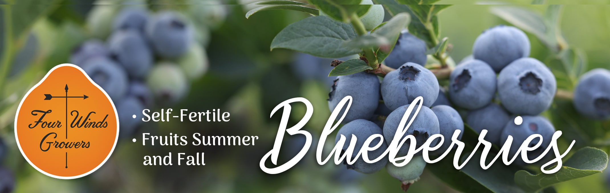 blueberries with 4 winds growers logo and self-fertile and fruites summer and fall bullets listed