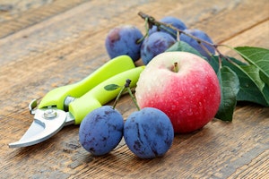 sheers next to some plums and an apple summerwinds arizona