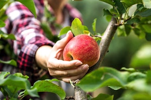 person picking apple summerwinds arizona