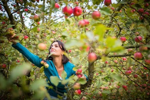 woman picking apples summerwinds arizona