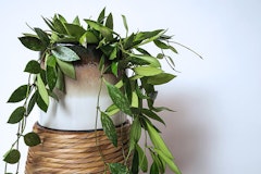 Hoya Houseplant