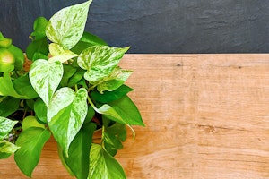 pothos summerwinds arizona