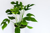 Monstera in white pot
