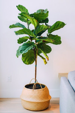 fiddle leaf fig summerwinds arizona