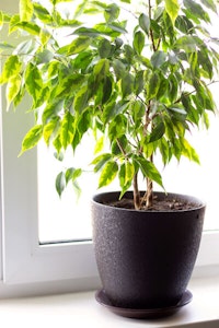 ficus benjamina weeping fig summerwinds arizona