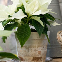 Keep it simple with Poinsettias