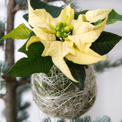 Ornament - Poinsettias