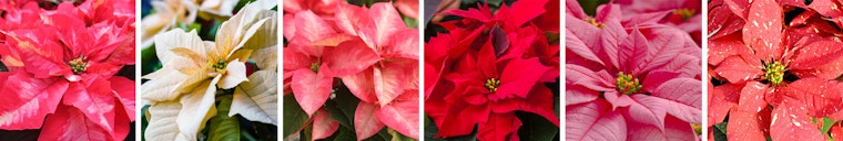 Poinsettias