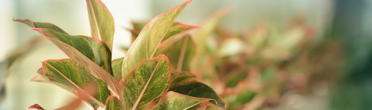 Houseplant In Light