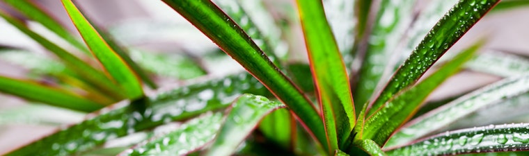 Plant with Water Drops