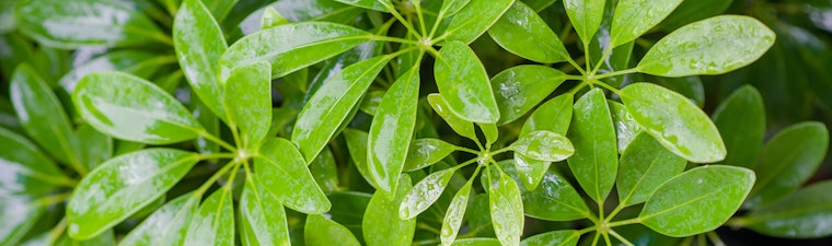 Plant Leaves