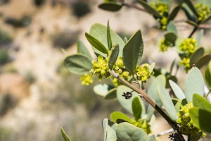 jojoba plant summerwinds arizona