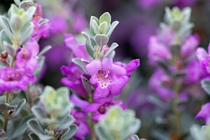 texas sage summerwinds arizona