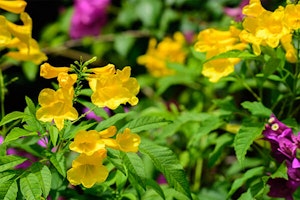 yellow bells summerwinds arizona