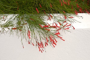 firecracker plant summerwinds arizona