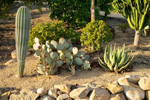 cactus summerwinds arizona