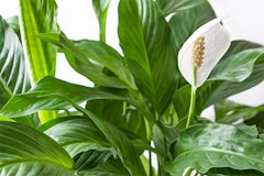 Peace Lily