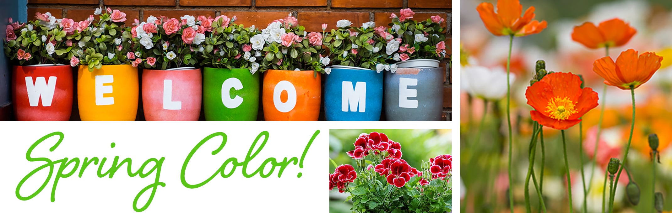 welcome spring color banner potted plants with the letters welcome on them, poppies, geraniums