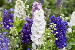 delphinium or larkspur perennial assorted colors