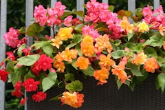 red, pink and orange potted begonias