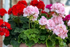 potted geraniums red and pink